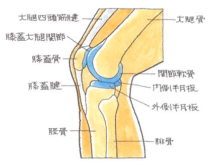 膝蓋骨全体図