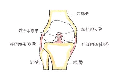 膝関節-内側側副靱帯損傷