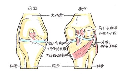 膝関節-外側側副靭帯損傷