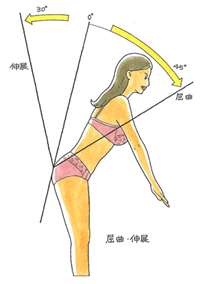 胸腰部の主要運動（屈曲、伸展）